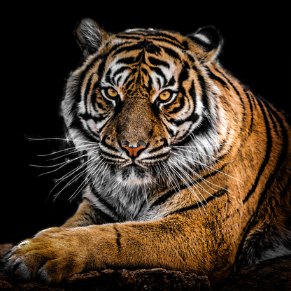 l'Esprit du Tigre